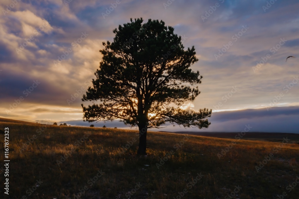 Silhouette of a lone pine tree at sunrise, dramatic clouds, and a tranquil meadow. Nature's beauty at dawn. , Sundance, Wyoming, USA. Silhouette of a lone pine tree at sunrise, dramatic clouds, and a tranquil meadow. Nature's beauty at dawn. , Sundance, Wyoming, USA.