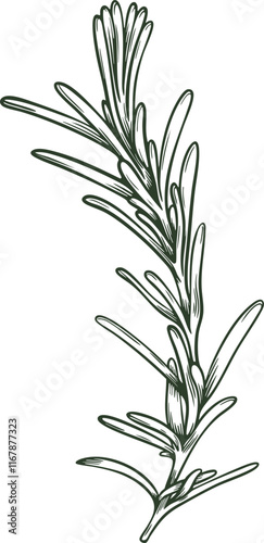Rosemary provence leaf leaves ingredient twig branch herb stick botanical floral engraving hand drawn illustration black white isolate vintage line art sketch silhouette graphic style poster label web