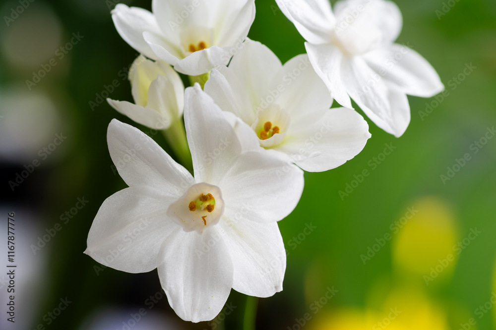 Fototapeta premium Close up of Paperwhite Narcissus Flowers on Colorful Background
