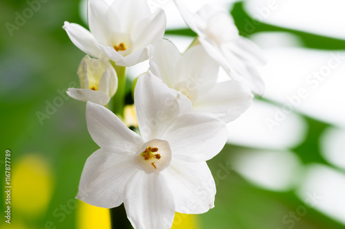 Close up of Paperwhite Narcissus Flowers on Colorful Background photo