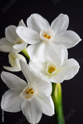 Close up of Paperwhite Narcissus Flowers on Black Background photo