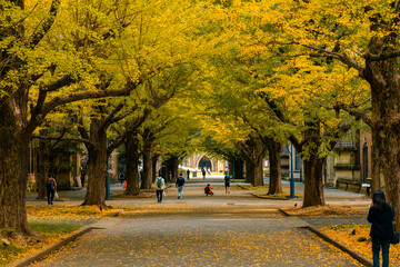 people watching Ginkgo yellow leaves at the road in front of the famous clock tower of the University of Tokyo in Japan.