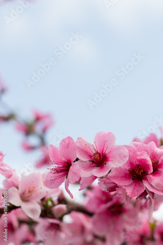 pink peach blossom against blue sky 