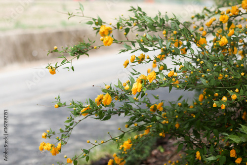 Japanese Kerria flowers 