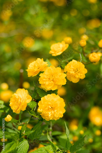 Japanese Kerria flowers 