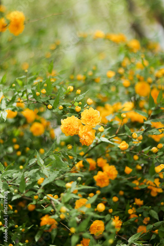 Japanese Kerria flowers 
