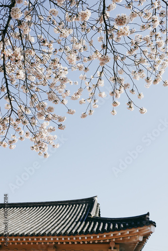 White cherry blossom against blue sky 