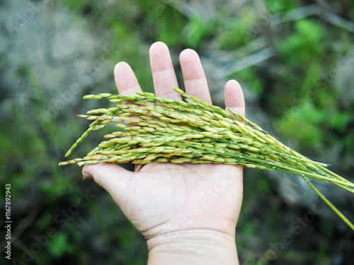 rice harvest inhuman hand foodproduct photo
