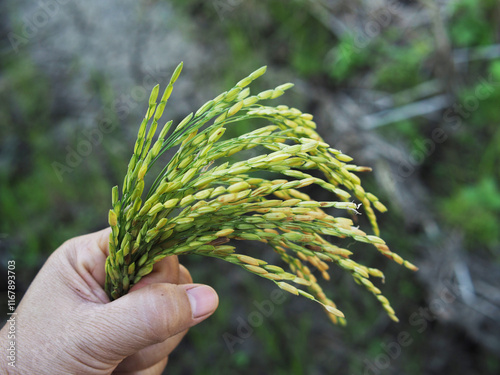 rice harvest inhuman hand foodproduct