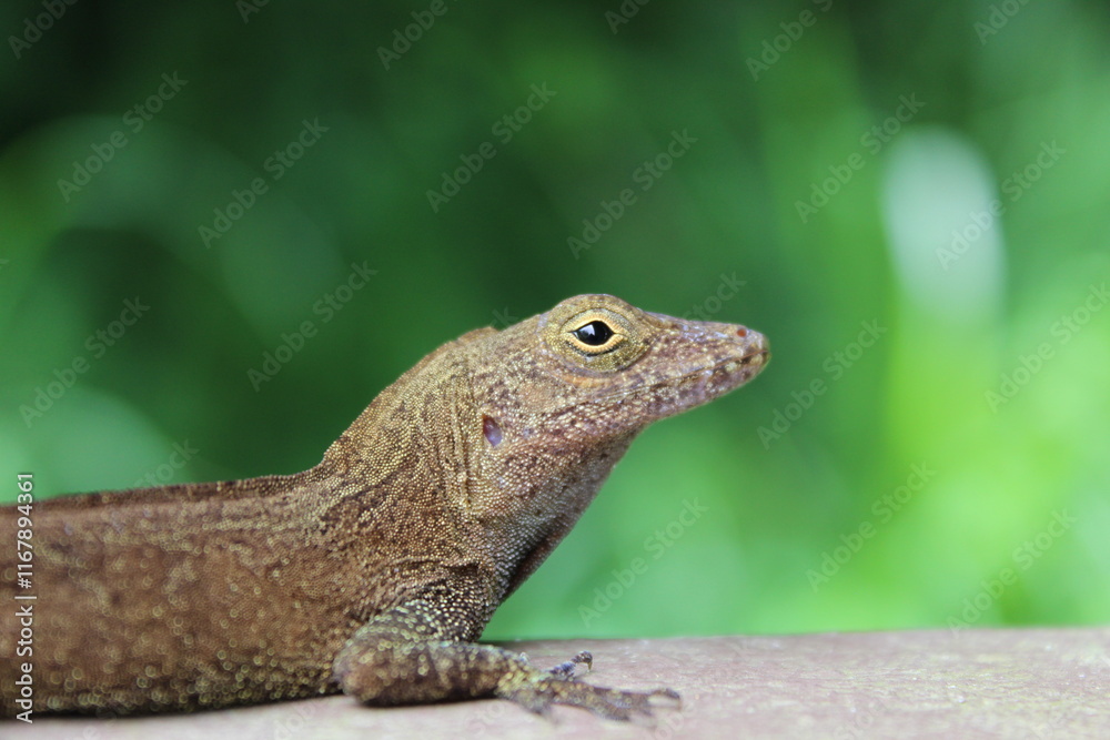 macro shot of male crested anole macro shot of male crested anole