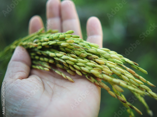 rice harvest inhuman hand foodproduct