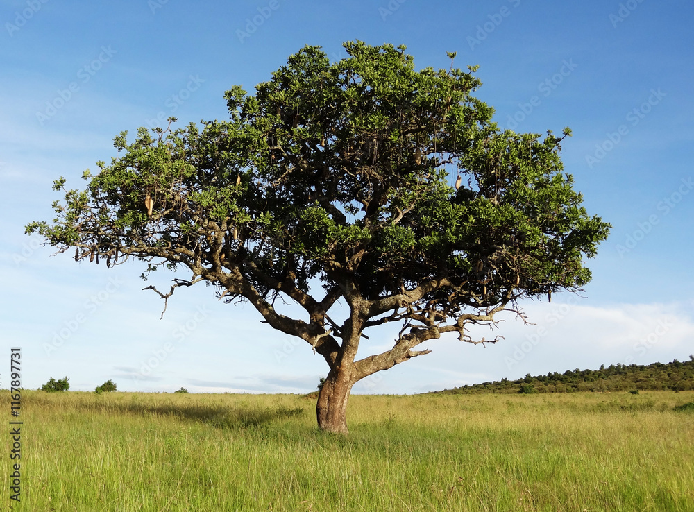 Obraz premium A large tree in Kenya