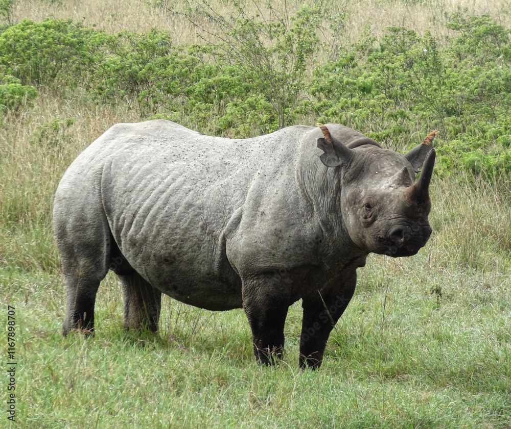 Obraz premium A wild black rhino