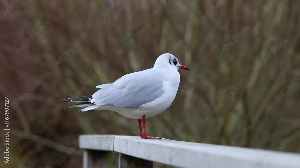A Black-Headed Gull, Chroicocephalus ridibundus, perched on a fence. This bird is in its Winter plumage. UK A Black-Headed Gull, Chroicocephalus ridibundus, perched on a fence. This bird is in its Winter plumage. UK