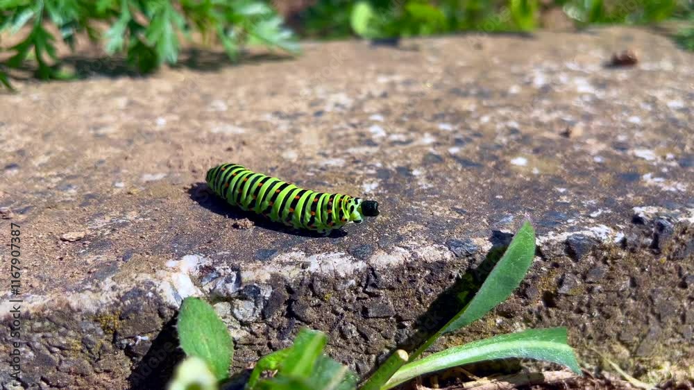 A caterpillar of the Swallowtail butterfly (Papilio machaon) crawls across a stone and drops a pellet. Close-up footage in a sunny garden setting, highlighting its vibrant patterns. A caterpillar of the Swallowtail butterfly (Papilio machaon) crawls across a stone and drops a pellet. Close-up footage in a sunny garden setting, highlighting its vibrant patterns.