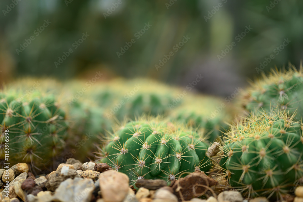 Cactus plant, Desert and succulent plant decorative in house and garden Cactus plant, Desert and succulent plant decorative in house and garden