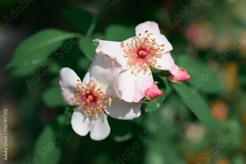 Beautiful roses blooming in ornamental flower garden