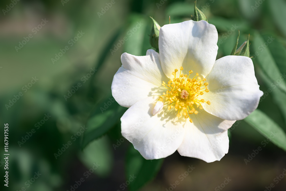 White rose blooming in ornamental flower garden White rose blooming in ornamental flower garden