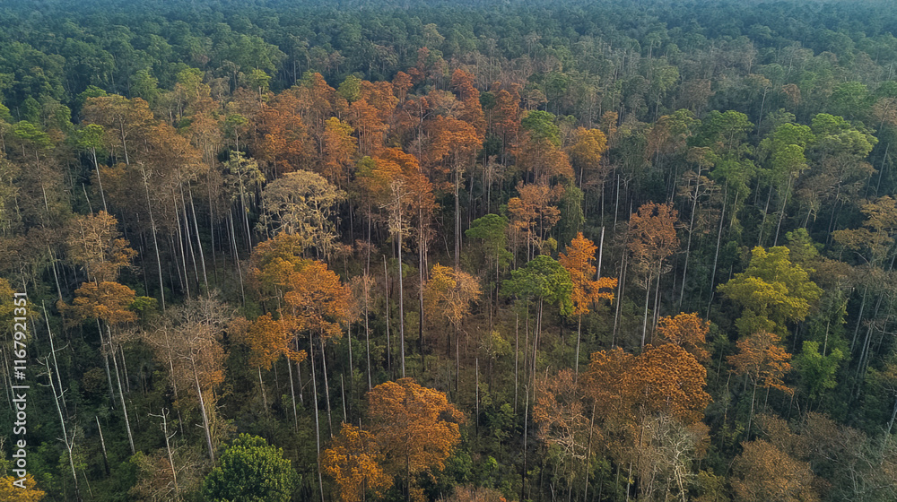 Aerial view of forest with autumn foliage and green trees Aerial view of forest with autumn foliage and green trees