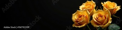Luxurious gold roses, dramatic black backdrop, petals, visual