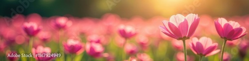 Vibrant pink flower field, sunlight, shallow depth of field, garden, field