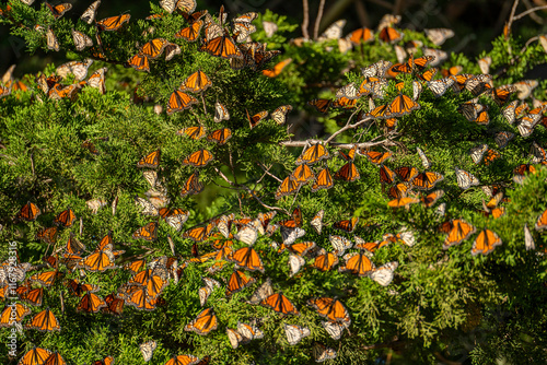 Many Monarch butterflies (Danaus plexippus) on a pine tree. Migrating Monarch butterflies. photo