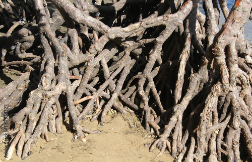 Roots on mangrove trees at a sandy beach