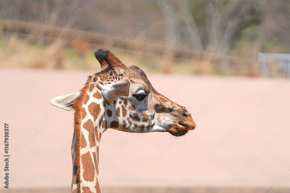 Obraz premium 盛岡動物公園