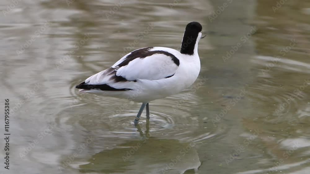 An Avocet, Recurvirostra avosetta, feeding along the edge of a lake. Winter. UK An Avocet, Recurvirostra avosetta, feeding along the edge of a lake. Winter. UK
