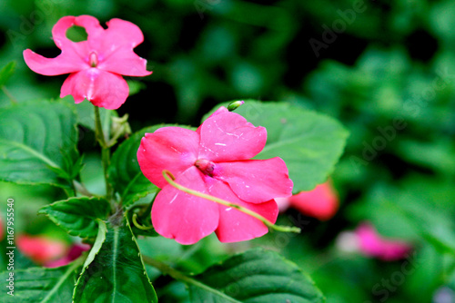 Impatiens walleriana is a plant species belonging to the Balsaminaceae family. This species is also part of the order Ericales. The Impatiens walleriana species itself is part of the Impatiens genus. photo