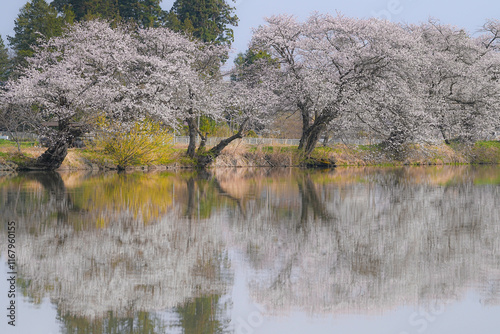 五郎沼 photo