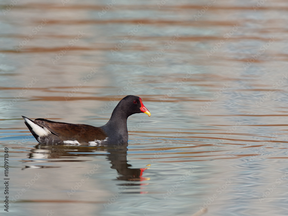 closeup view of a Common moorhen, Gallinula chloropus swimming on a lake. closeup view of a Common moorhen, Gallinula chloropus swimming on a lake.