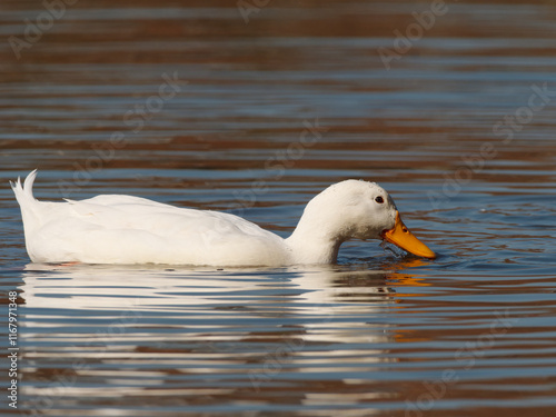 Close up view of a cute white duck swimming in a reflective lake on a sunny day