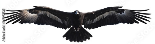 Bird of prey with wide wingspan, white isolated background