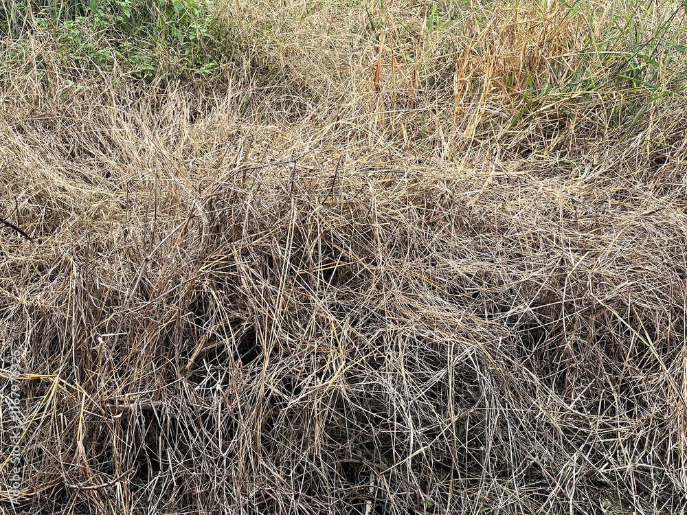 dried hay in field dried hay in field