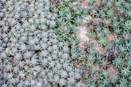Crassulaceae succulent plants growing in the garden. The Crassulaceae also known as the stonecrop family. photo