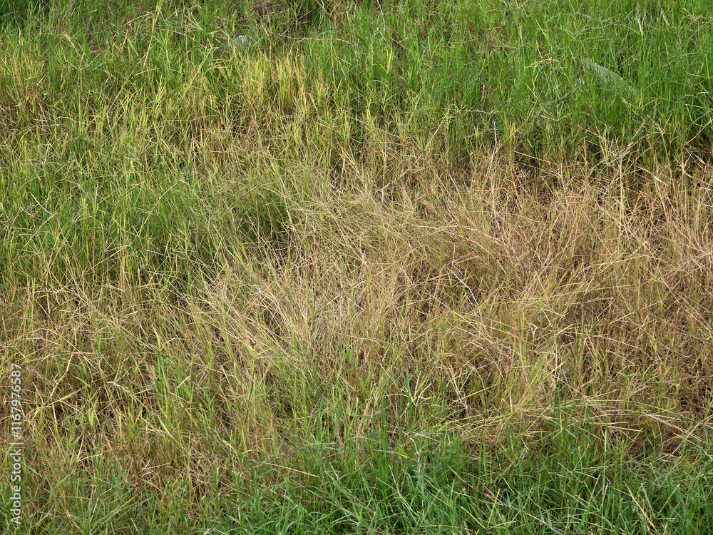 grass field background, nature flora grass field background, nature flora