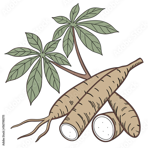 Cassava Vector Illustration Isolated on White Background