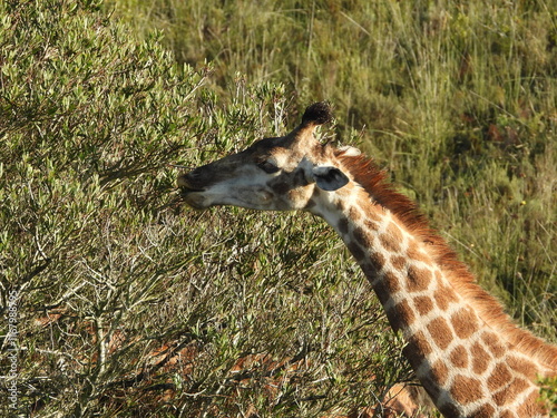 Photography giraffe eating