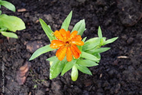 Flor laranja no canteiro do jardim. Zinnia. photo