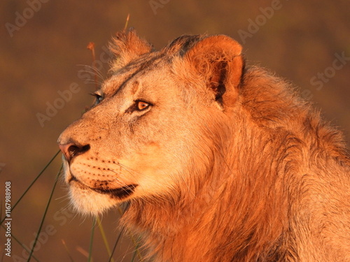 portrait of a lion photo