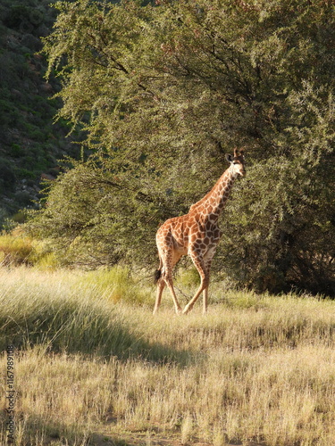 Photography giraffe in the wild