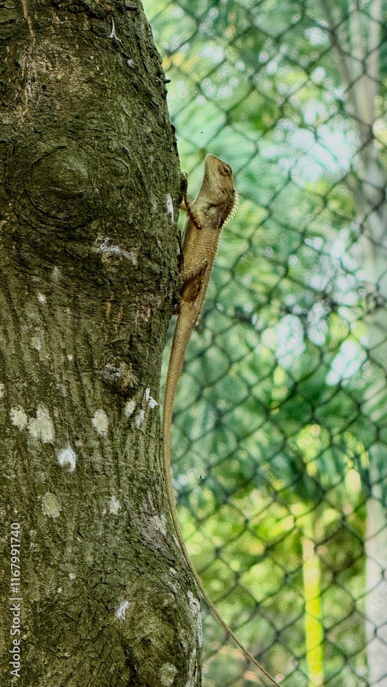 Obraz premium lizard on a tree