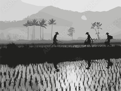 Rice Cultivation: A Detailed Illustration of Farmers' Labor and Dedication