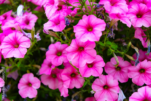 Petunia blossom. Vivid petunia garden flower growing. Petunia flower in nature. Summer nature. Vivid inflorescences of flowering plant. Flower of petunia. Flowering background. Seasonal flora