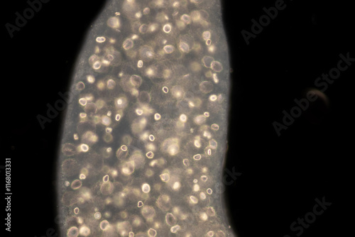 Cyctacanth stage (Acanthocephala) fish cestode larva (Trianchoratus sp.) in Channa striata under the microscope in Lab. photo