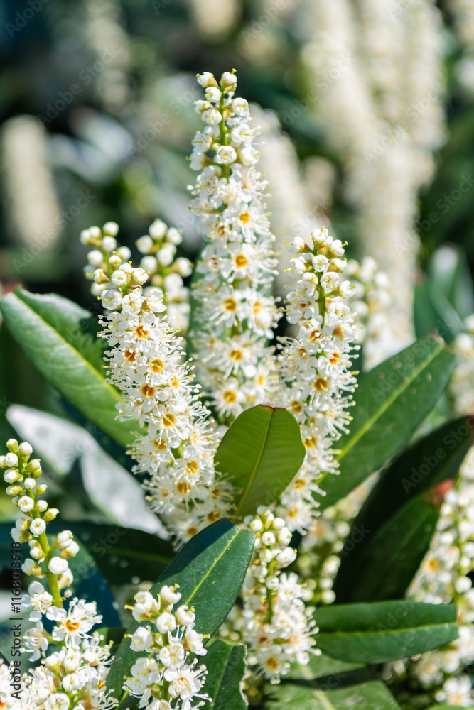 Obraz premium Flora nature. Bright blooming laurel flower in nature. Prunus laurocerasus flower. Flowering nature closeup. Macro of flowering cherry laurel plant. Exotic flower. Natural flower plant. Floral beauty