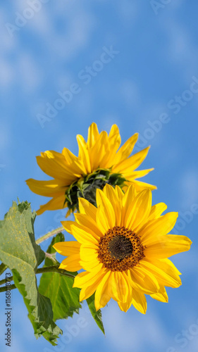 Sunflower is very beautiful flower