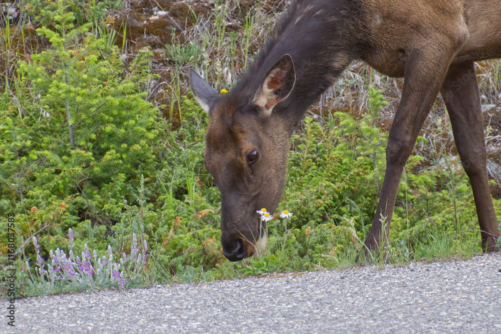 Fototapeta premium Elk grazing in the summer