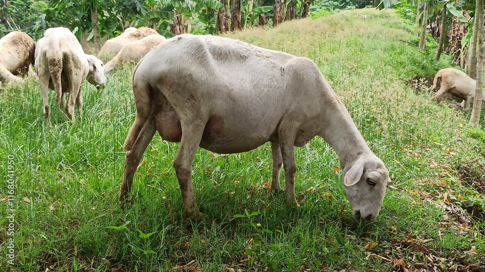 Obraz premium goats farming